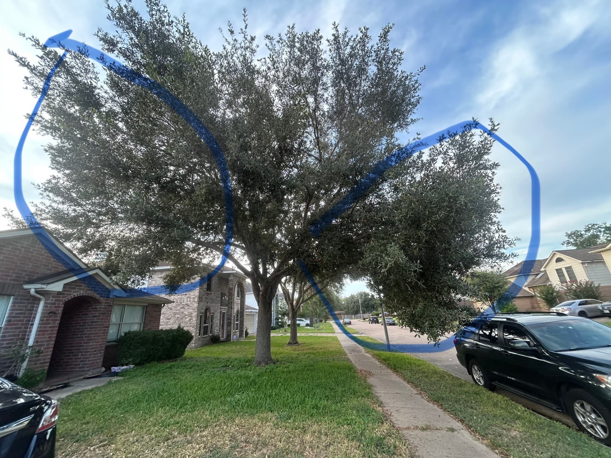 Before - Precision Tree Trimming