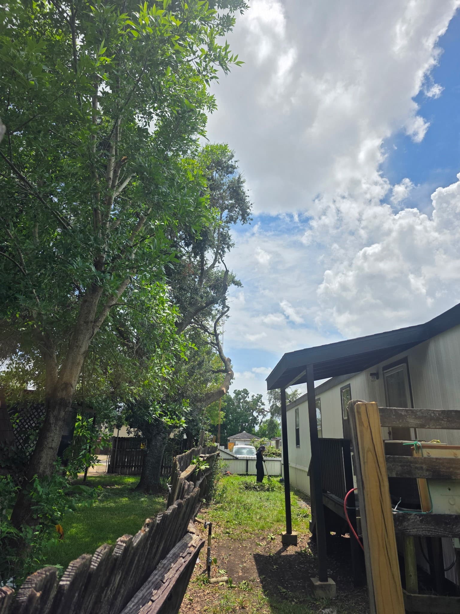 Before - Hazardous Tree Removal