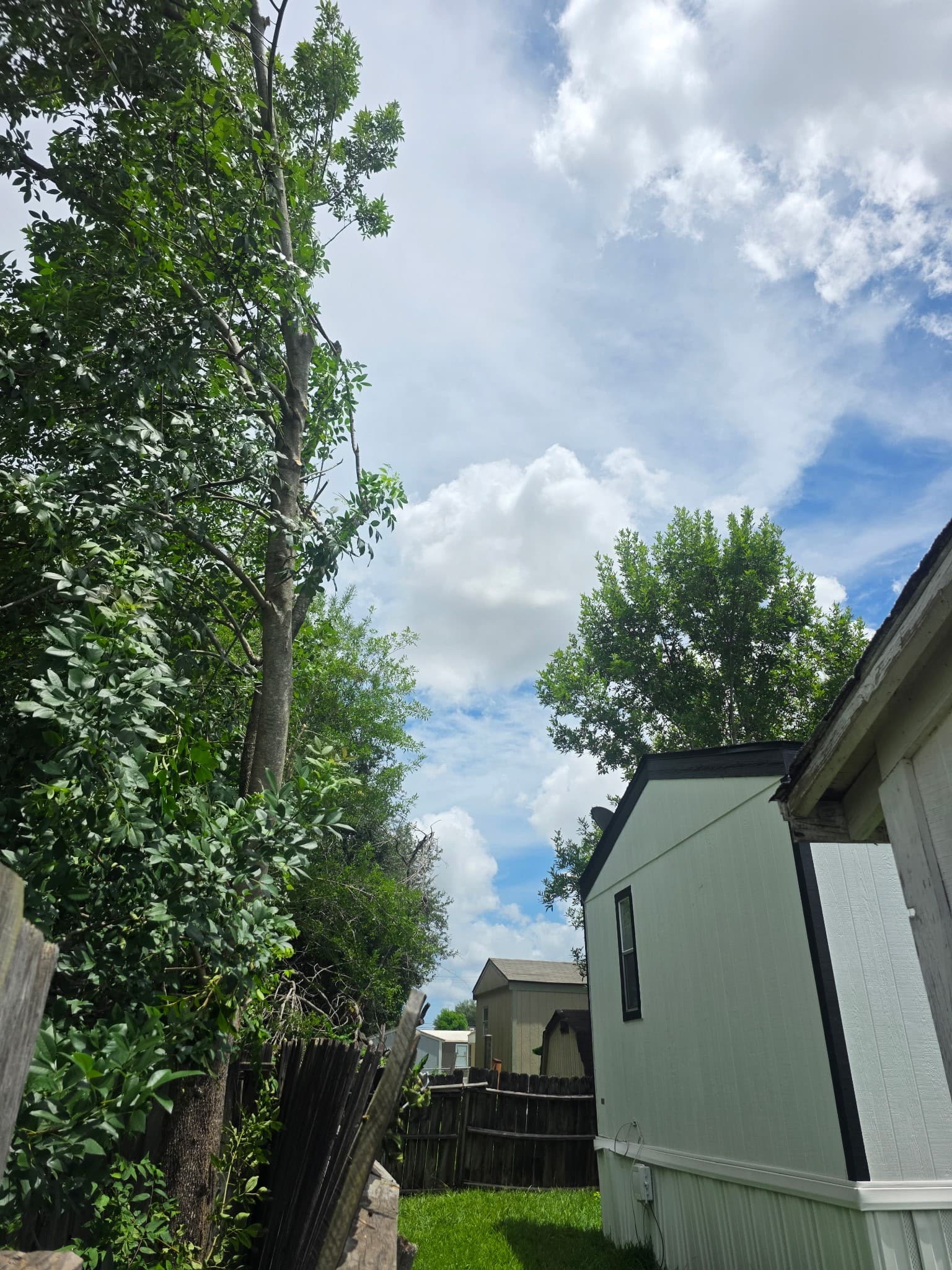 Before - Residential Tree Care